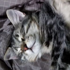 Meet your Posher, Livy